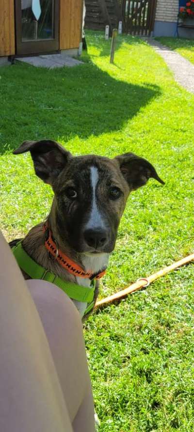 Hund aus dem Spanischen Tierschutz-Beitrag-Bild