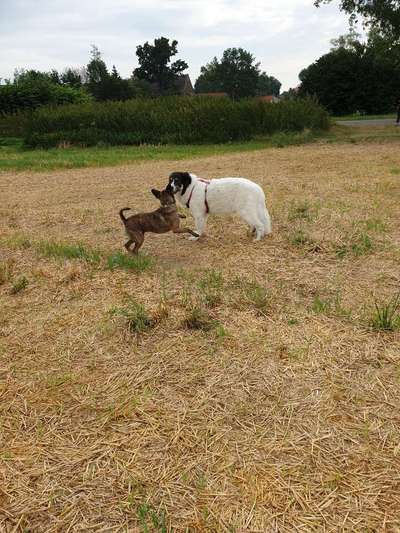 Bester Freund, Hundekumpel - zeigt her!-Beitrag-Bild