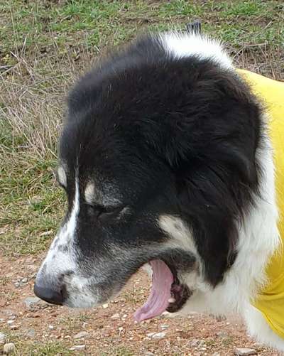 Zeigt eure verrücktesten Hundebilder-Beitrag-Bild