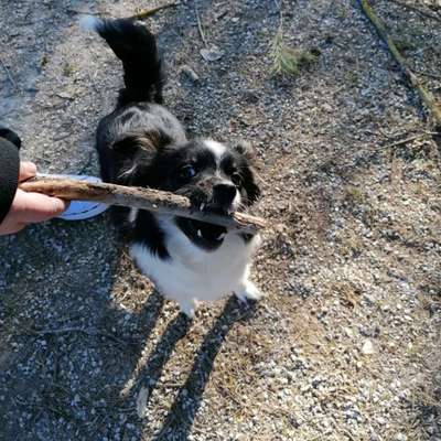 Hundetreffen-Gassi gehen und spielen :)-Bild