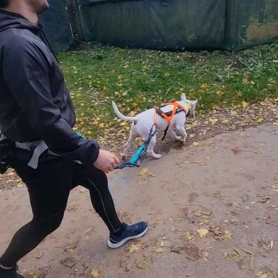 Hundetreffen-Caniwalk/Gassi oder Sportspaziergang Mo-Fr-Bild