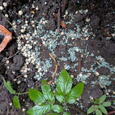 Giftköder-Blaues Korn im Friedhofspark-Bild