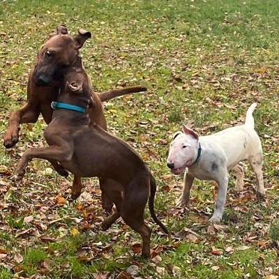 Hundetreffen-Hundetreff im Alt- Saarbrücker Friedhofspark/ Plattform 3-Bild