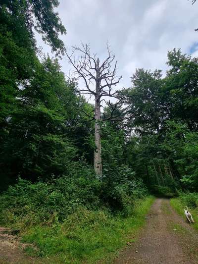 Hundetreffen-Social Walk/ Gassie Runde Mo-Fr-Bild