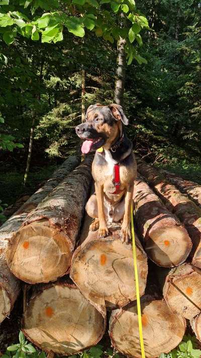 Foto -Challenge  Thema : Dein Hund Im Wald-Beitrag-Bild