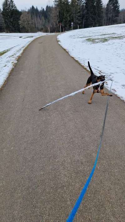 Dogorama Photo Challenge - Mein Holz und ich-Beitrag-Bild