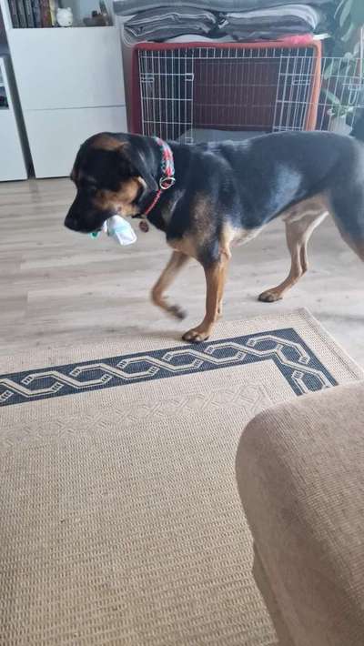 Dogorama Photo Challenge- Aufmerksamkeit bitte!-Beitrag-Bild