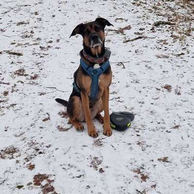 Hundetreffen-Suche Gassi Freunde-Bild