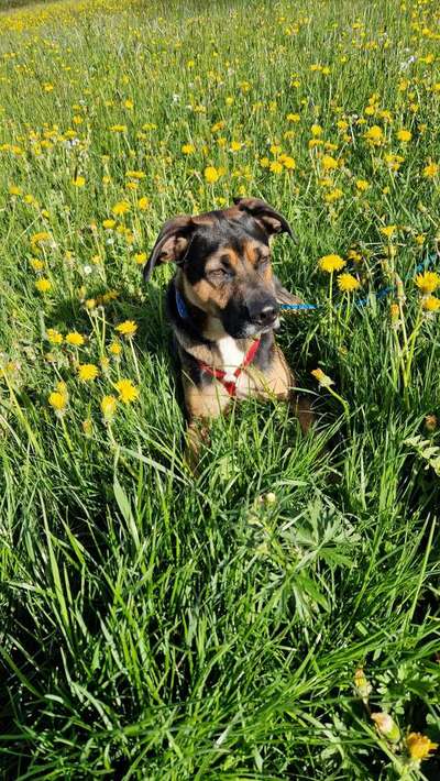 Dogorama Photo Challenge - Frühlingserwachen-Beitrag-Bild