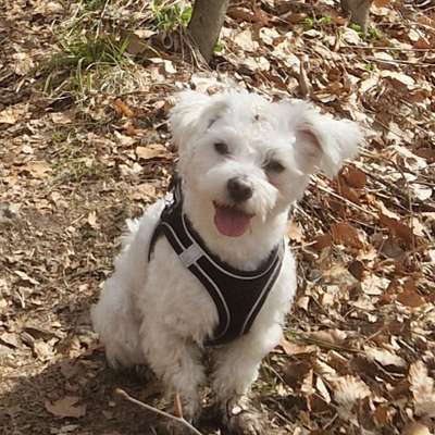 Hundetreffen-Gemeinsame Gassirunde-Bild