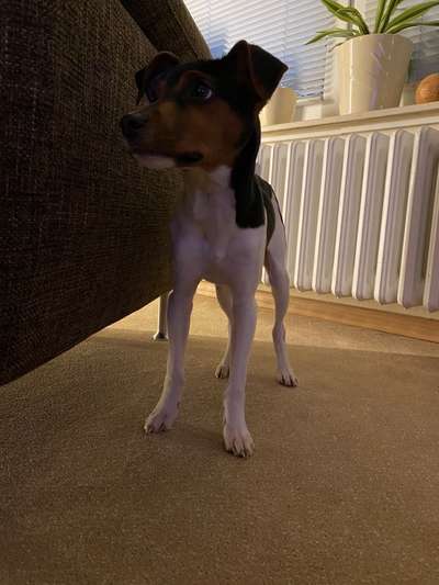 Dansky (Dansk-Svensk Gårdshund)-Beitrag-Bild