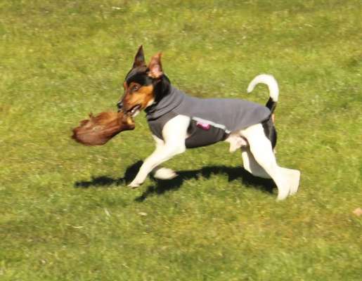 Dansky (Dansk-Svensk Gårdshund)-Beitrag-Bild