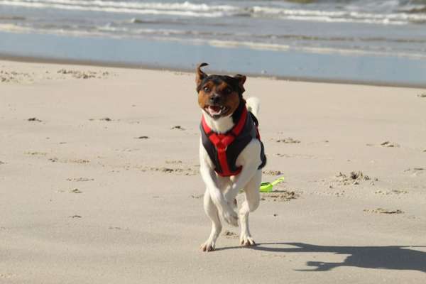 Dansky (Dansk-Svensk Gårdshund)-Beitrag-Bild