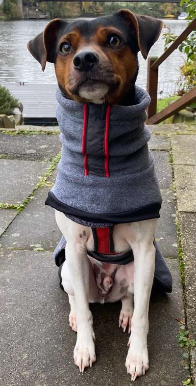 Dansky (Dansk-Svensk Gårdshund)-Beitrag-Bild