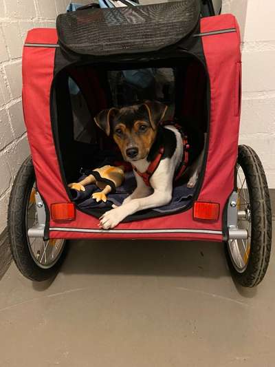 Dansky (Dansk-Svensk Gårdshund)-Beitrag-Bild