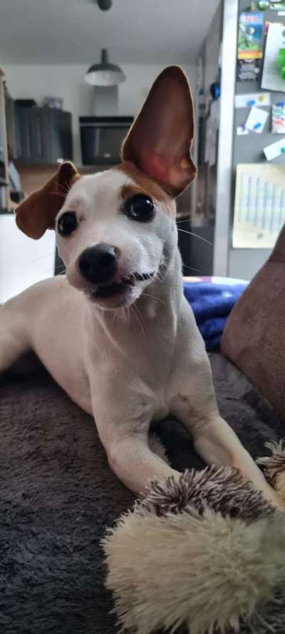 Jack Russell Terrier-Beitrag-Bild
