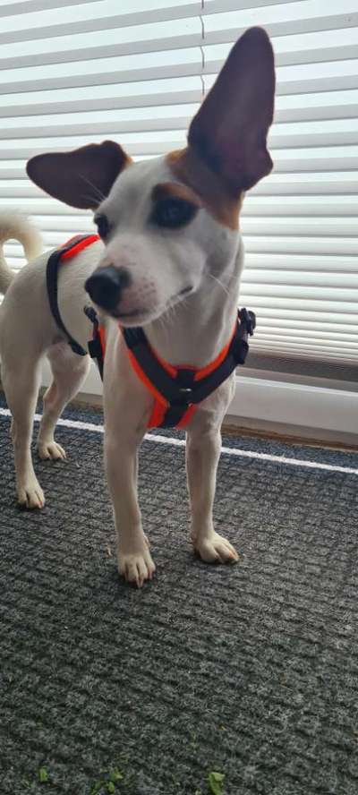 Mischlinge raten - Rätselspaß-Beitrag-Bild