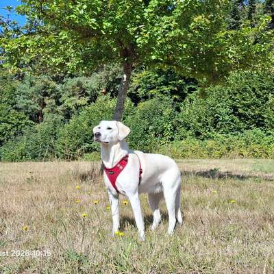 Hundetreffen-Gemeinsame Spaziergänge und Spielrunden :)-Bild