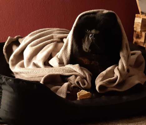 Weihnachtsfoto Aktion!-Beitrag-Bild