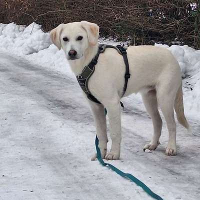Hundetreffen-Spielgefährten (klein/groß/jung/alt) gesucht :)-Bild