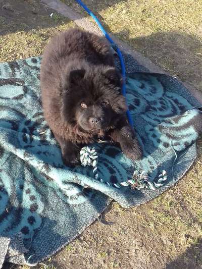 Welpen Bilder !-Beitrag-Bild