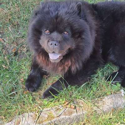 Unsere Fellnasen im Regenbogenland-Beitrag-Bild