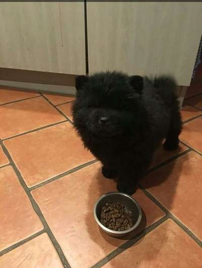 Welpen Bilder !-Beitrag-Bild