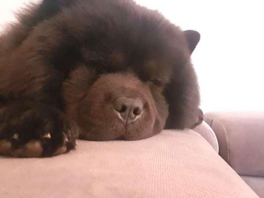 Chow Chows?-Beitrag-Bild