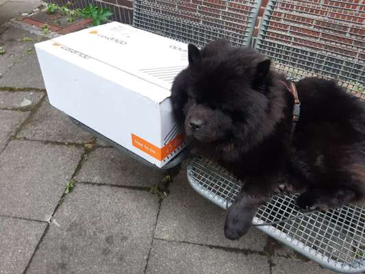 Welche Hunderasse-Beitrag-Bild