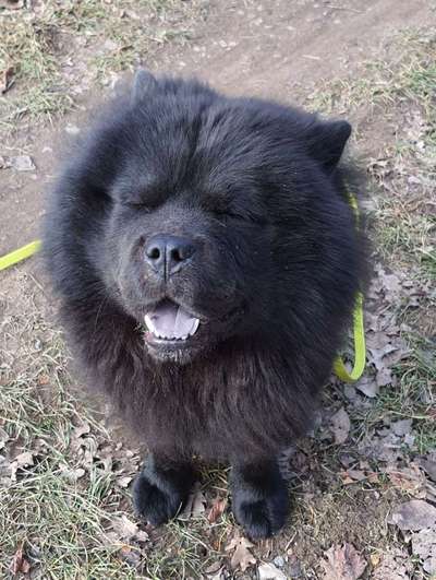 Dogorama Photo Challenge - lustigste Grimasse-Beitrag-Bild