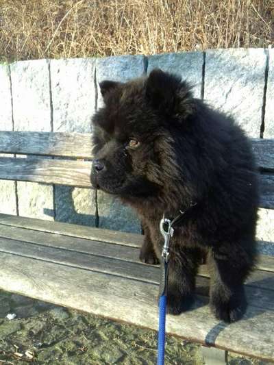 Welpen Bilder !-Beitrag-Bild