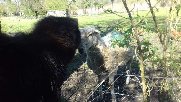 Bilder Hund und andere Tiere-Beitrag-Bild