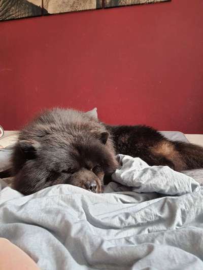 Wie kamt ihr auf die Rasse eures Hundes?-Beitrag-Bild