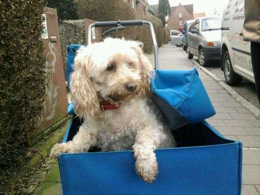 Unsere Fellnasen im Regenbogenland-Beitrag-Bild