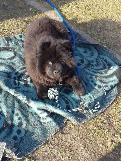 Welpen Bilder !-Beitrag-Bild