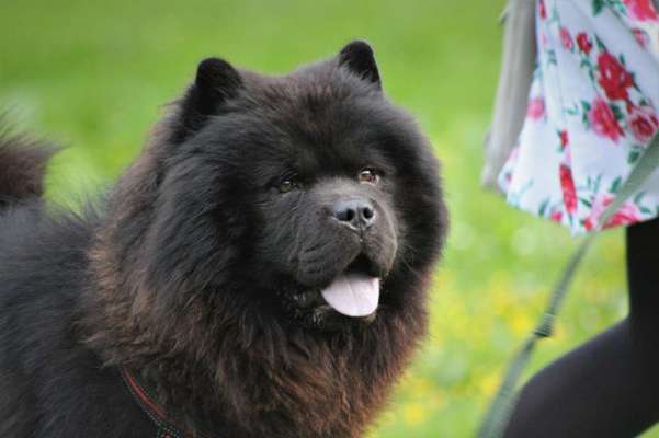 Reinrassige Hunde?-Beitrag-Bild