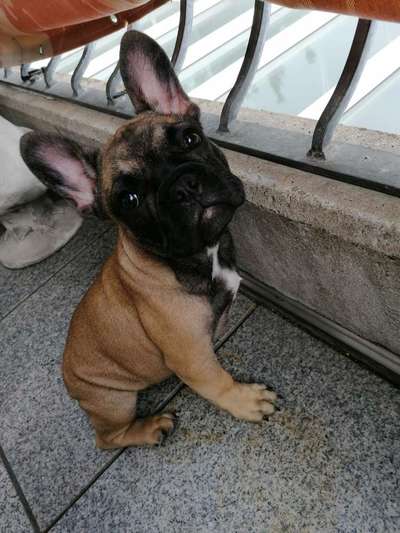 Französische Bulldoggen-Beitrag-Bild