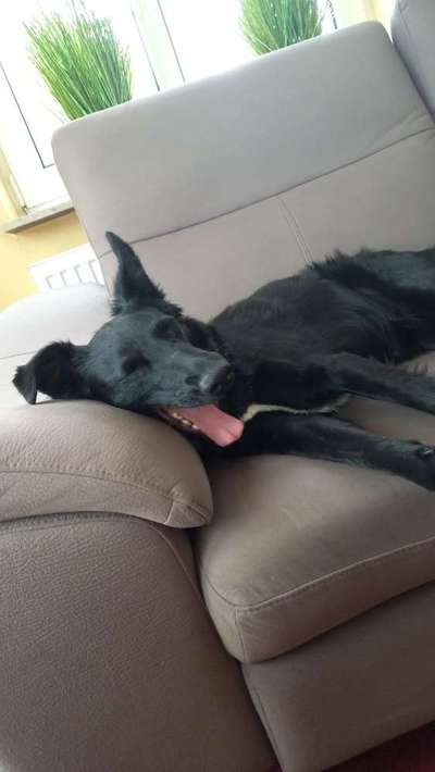 Auslandstierschutz-Beitrag-Bild