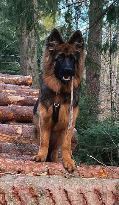 Hundetreffen-Schäferhund Uschi sucht andere Schäfis-Bild