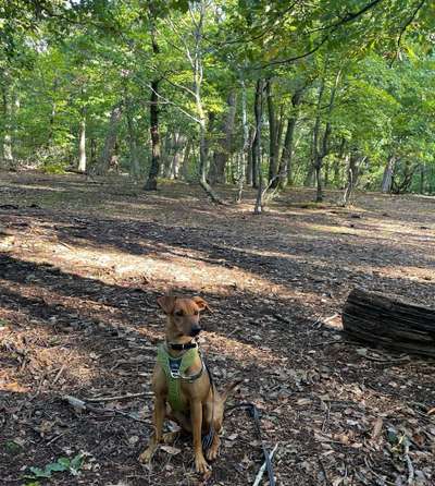 Liebhaber des Deutschen Pinscher gesucht.-Beitrag-Bild