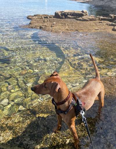 Liebhaber des Deutschen Pinscher gesucht.-Beitrag-Bild