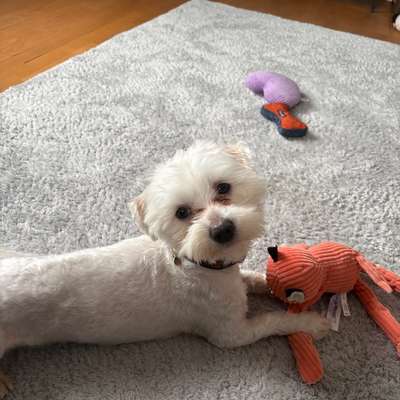 Hundetreffen-Hundefreunde gesucht-Bild