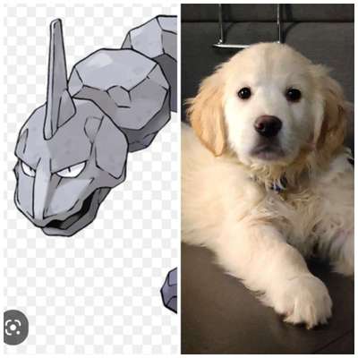 Wie heißt dein Hund?-Beitrag-Bild