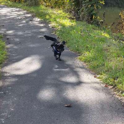 Hundetreffen-Gassi Treffen-Bild