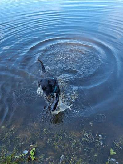 Fotowettbewerb: Wasserratte-Beitrag-Bild