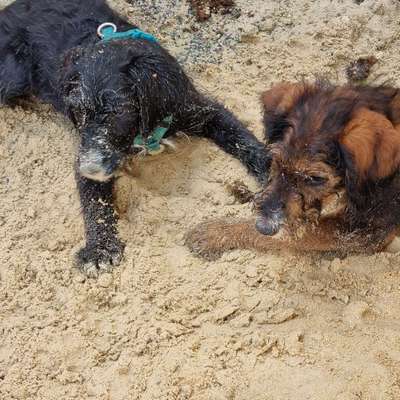 Hundetreffen-Spiel, Spaß,Spannung und vielleicht auch lernen😅🐕🦮-Bild