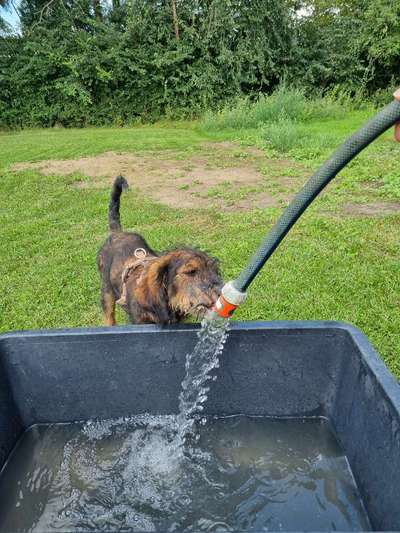 Fotowettbewerb: Wasserratte-Beitrag-Bild