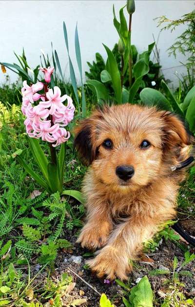 Dogorama Photo Challenge - Märchenwald-Beitrag-Bild