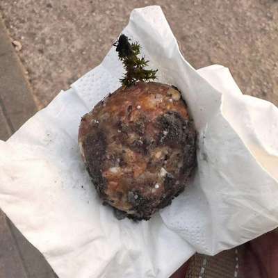 Giftköder-Giftköder-Bild