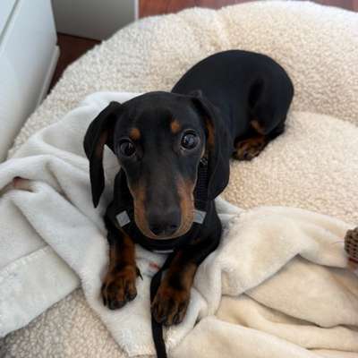 Hundetreffen-Spielpartner gesucht 🐾-Bild